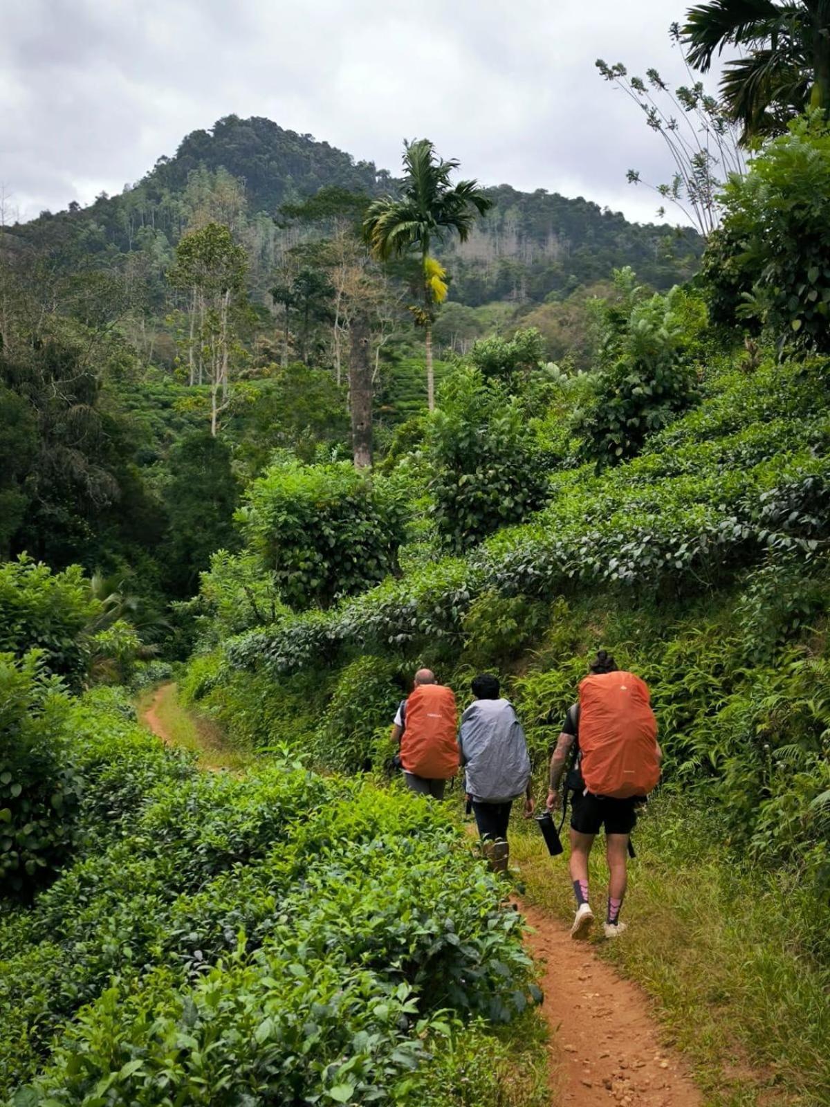 Rainforest Cabin เดนิยายา ภายนอก รูปภาพ