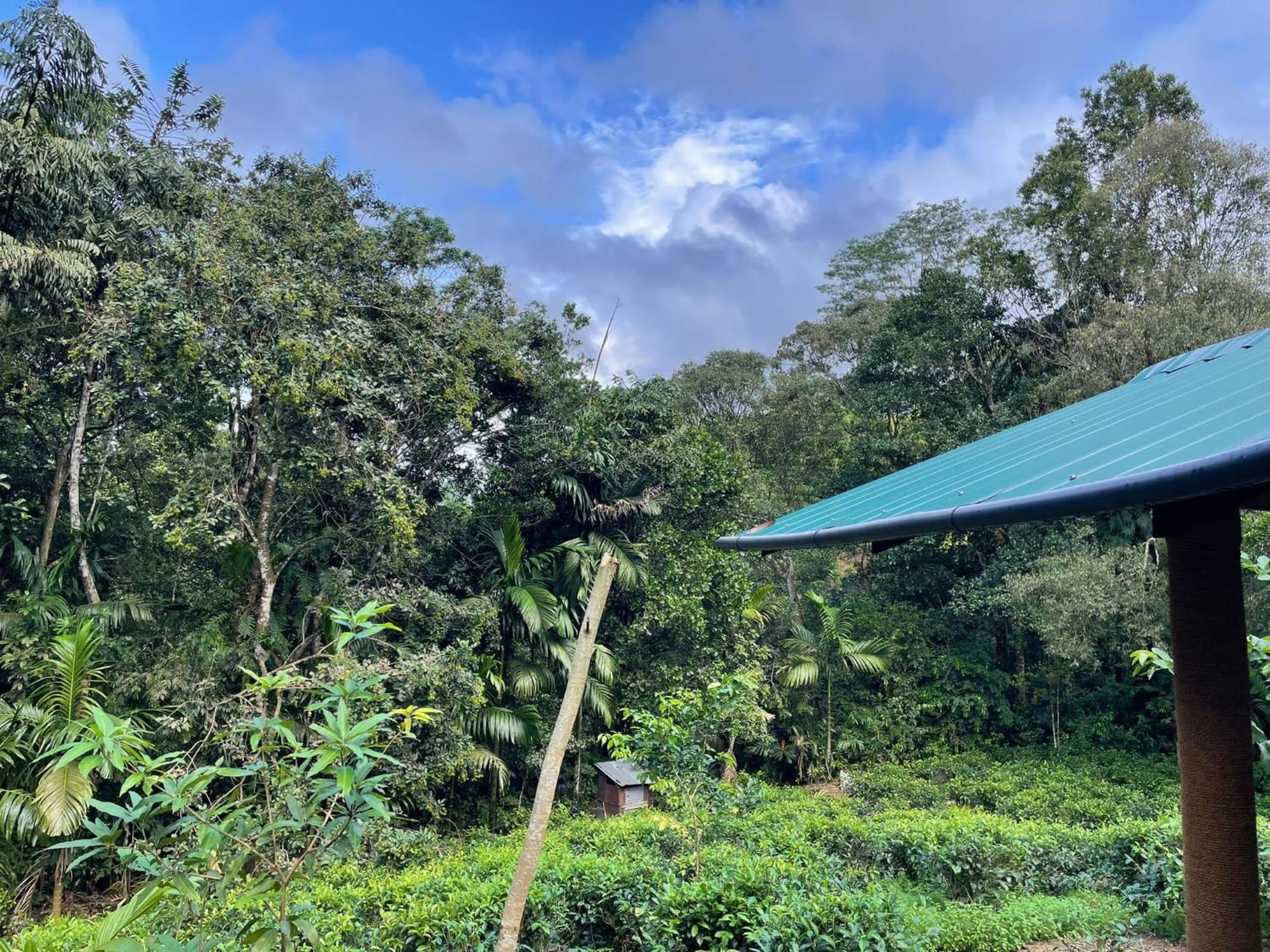 Rainforest Cabin เดนิยายา ภายนอก รูปภาพ