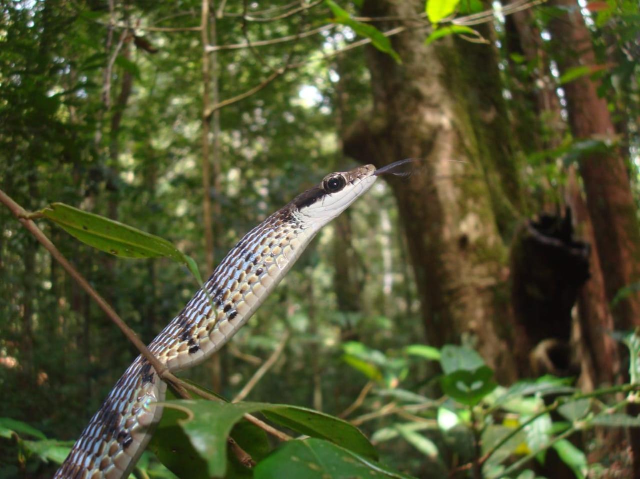 Rainforest Cabin เดนิยายา ภายนอก รูปภาพ
