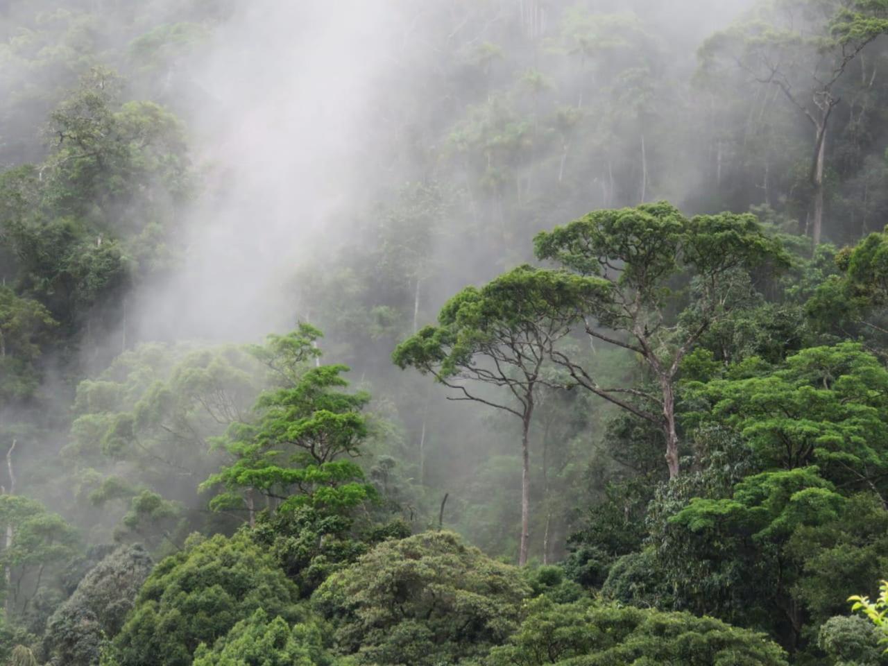 Rainforest Cabin เดนิยายา ภายนอก รูปภาพ