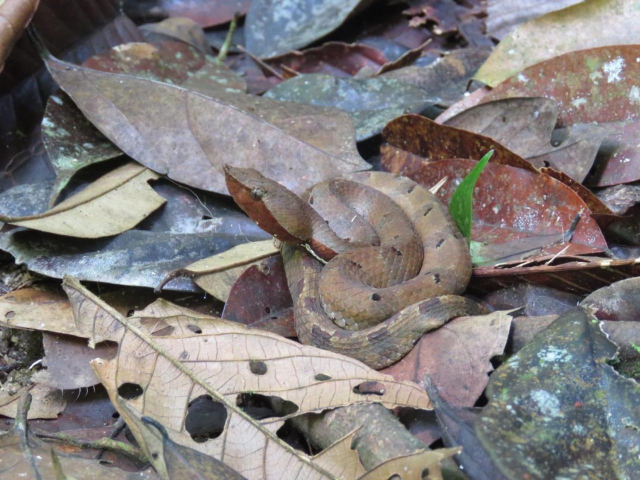 Rainforest Cabin เดนิยายา ภายนอก รูปภาพ