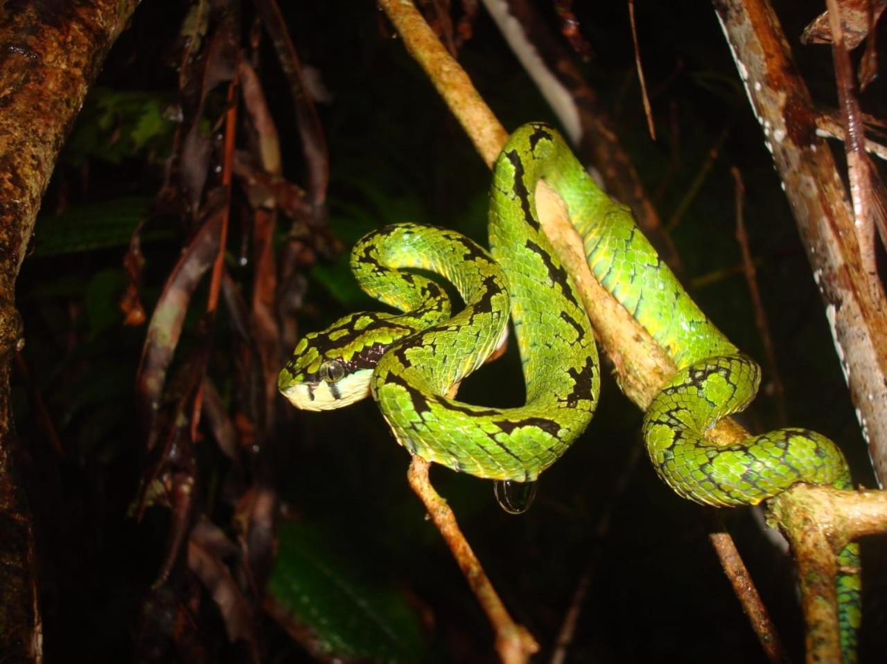 Rainforest Cabin เดนิยายา ภายนอก รูปภาพ