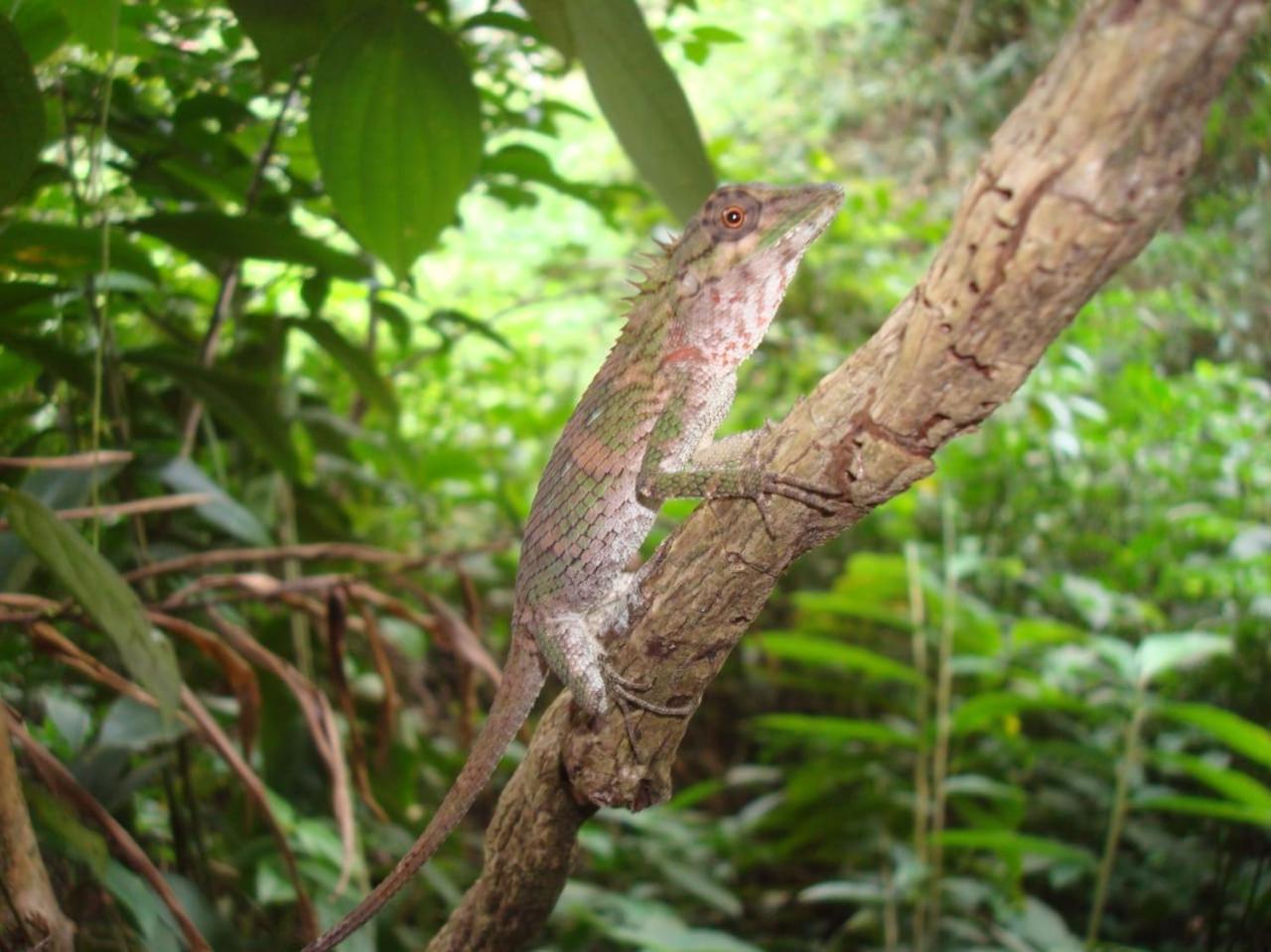 Rainforest Cabin เดนิยายา ภายนอก รูปภาพ