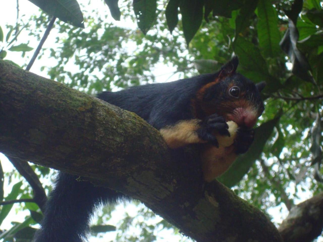 Rainforest Cabin เดนิยายา ภายนอก รูปภาพ