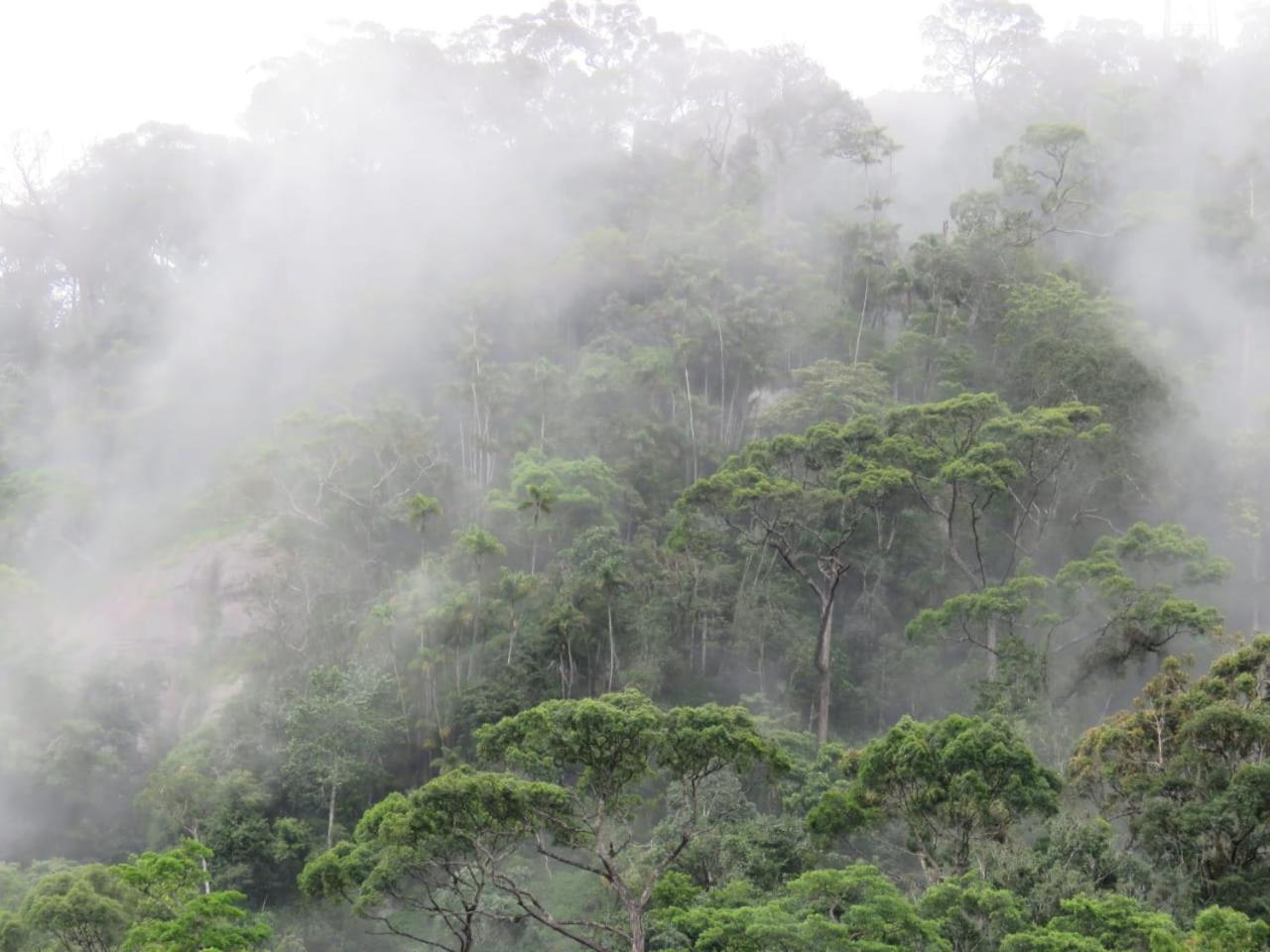 Rainforest Cabin เดนิยายา ภายนอก รูปภาพ