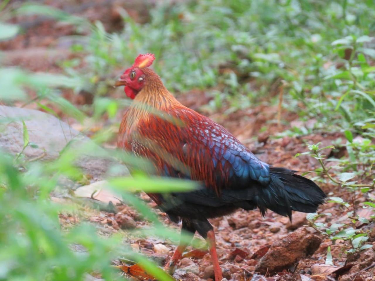 Rainforest Cabin เดนิยายา ภายนอก รูปภาพ